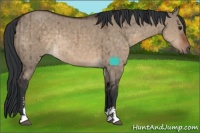 Horse Color:Brown Dun Sabino Rabicano Brindle 