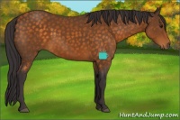 Horse Color:Buckskin Rabicano 