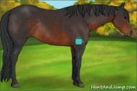 Horse Color:Brown Rabicano 