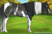 Horse Color:White Spotted Black Tobiano