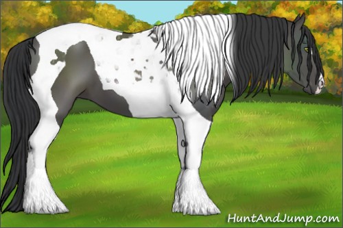 Horse Color:Black Tobiano 
