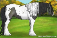 Horse Color:Black Tobiano 