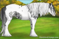 Horse Color:White Spotted Black Splash Tobiano 