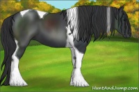 Horse Color:Black Tobiano 