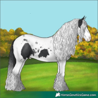 Horse Color:Black Splash Tobiano