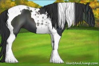 Horse Color:Black Tobiano