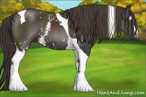 Horse Color:White Spotted Smoky Black Tobiano 