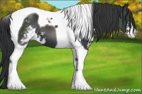 Horse Color:Black Sabino Tobiano 