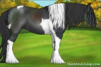 Horse Color:Black Tobiano 