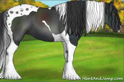 Horse Color:Black Tobiano 