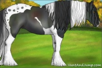 Horse Color:Black Tobiano 