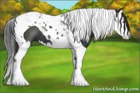 Horse Color:Black Splash Tobiano