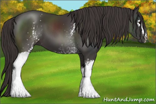Horse Color:White Spotted Smoky Black