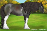 Horse Color:White Spotted Smoky Black