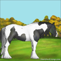 Horse Color:Black Tobiano 