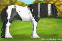 Horse Color:Black Tobiano 
