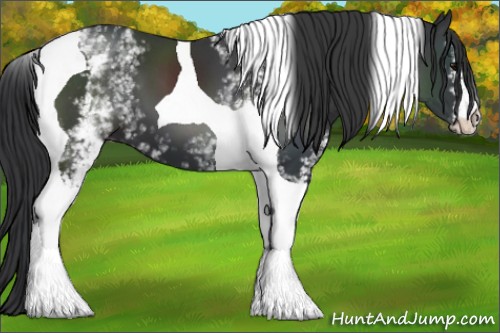 Horse Color:White Spotted Black Tobiano