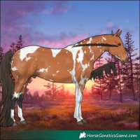 Horse Color:White Spotted Bay Tobiano 