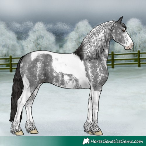 Horse Color:Liver Chestnut Sabino Tobiano 