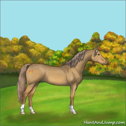 Horse Color:Chocolate Palomino Dun 
