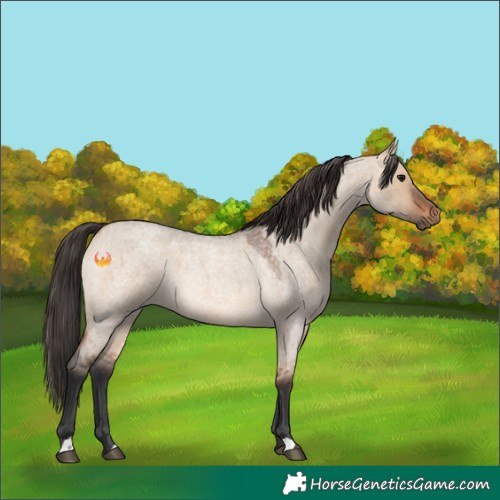 Horse Color:Bay Roan Dun 