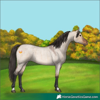 Horse Color:Bay Roan Dun 