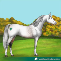Horse Color:Gray Bay 