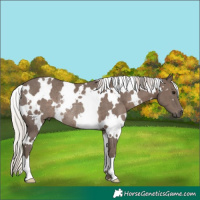 Horse Color:White Spotted Silver Black Rabicano
