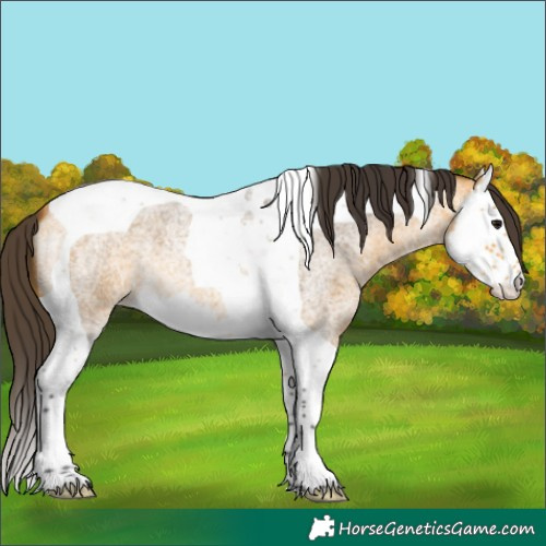 Horse Color:Buckskin Roan Splash Tobiano 