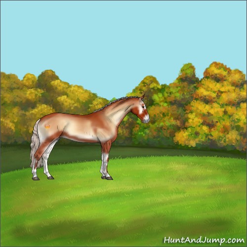 Horse Color:Silver Bay Onyx Sabino 