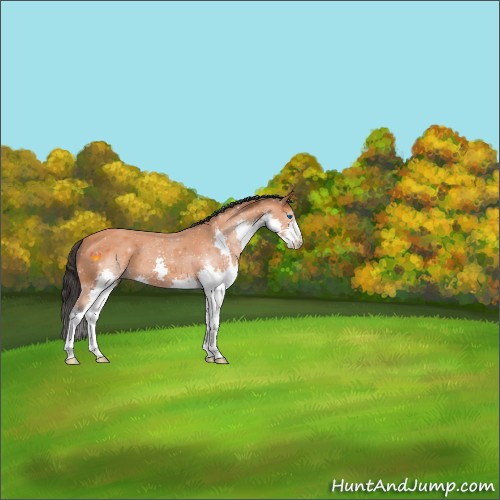 Horse Color:Bay Splash 