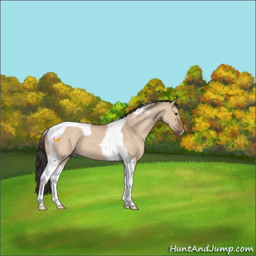 Horse Color:Bay Dun Tobiano 