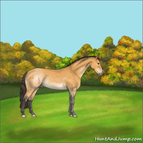 Horse Color:Buckskin 