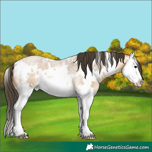 Horse Color:White Spotted Buckskin Roan Splash