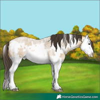 Horse Color:White Spotted Buckskin Roan Splash