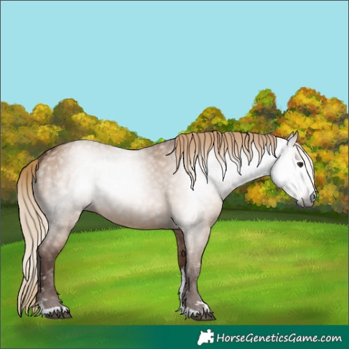 Horse Color:Gray Red Dun Sabino