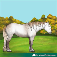 Horse Color:Gray Red Dun Sabino