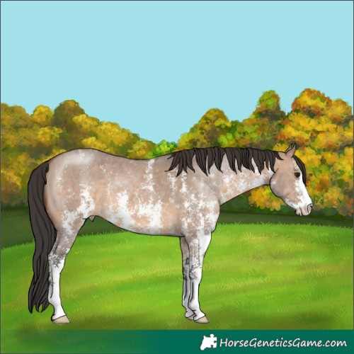 Horse Color:Brown Dun Sabino 