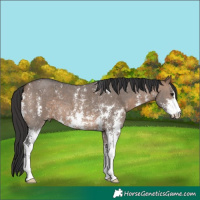 Horse Color:Brown Dun Sabino 