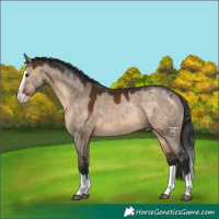 Horse Color:Brown Dun Splash