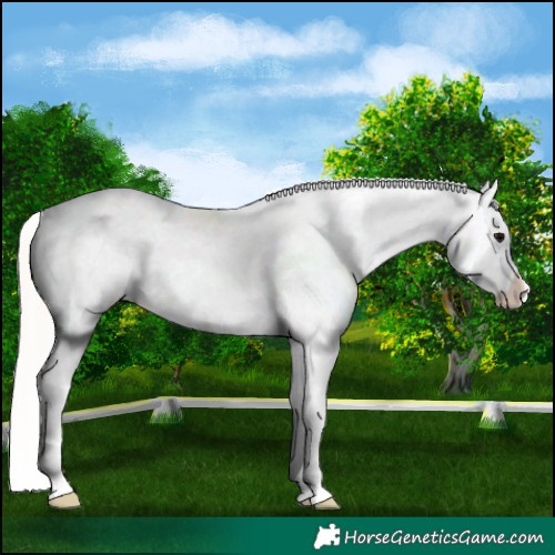 Horse Color:Silver Black Appaloosa
