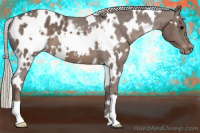 Horse Color:White Spotted Silver Black Appaloosa 