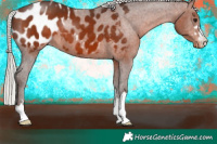 Horse Color:Silver Brown Appaloosa
