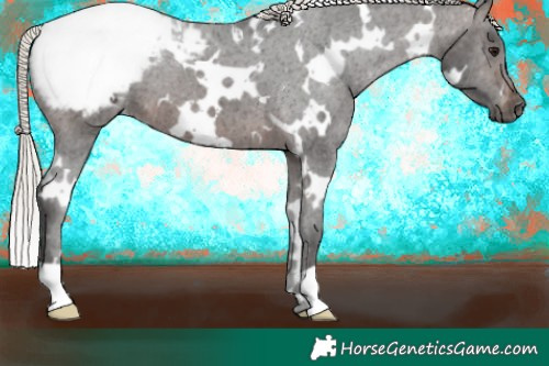 Horse Color:Gray White Spotted Silver Brown Varnish 