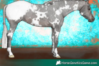 Horse Color:Gray White Spotted Silver Brown Varnish