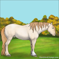 Horse Color:Buckskin Roan Pearl Dun