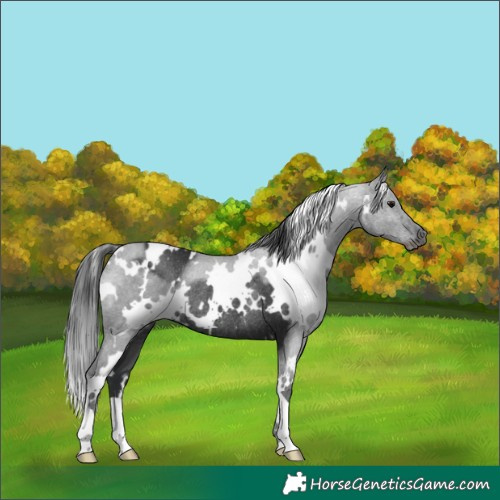 Horse Color:White Spotted Black Rabicano 