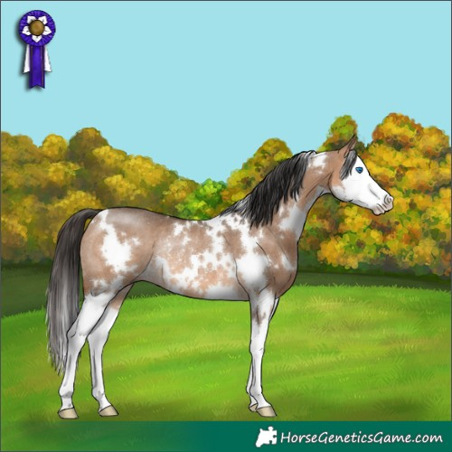 Horse Color:White Spotted Bay Dun Splash Rabicano