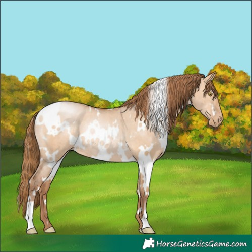 Horse Color:White Spotted Bay Pearl Dun Rabicano 