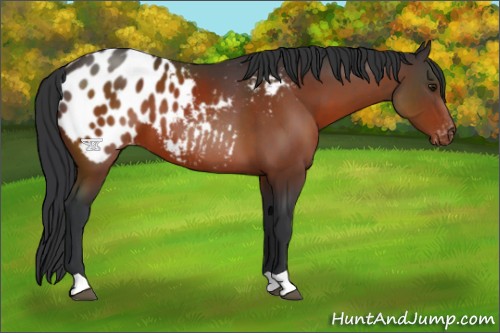 Horse Color:Brown Appaloosa 